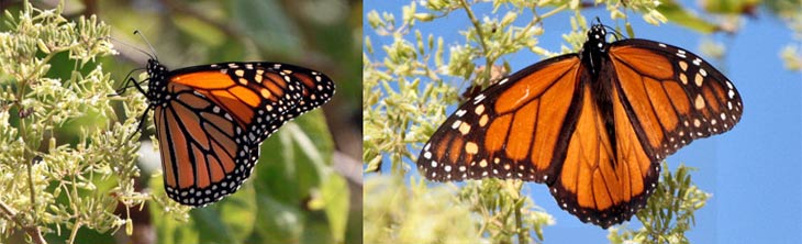 Mariposas Monarca (Danaus plexippus)